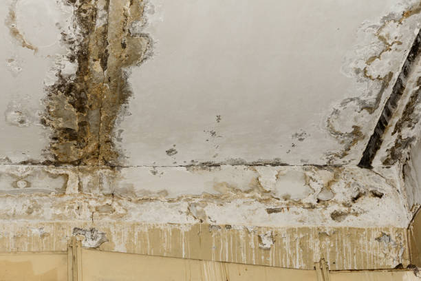 Best 24-hour water damage restoration  in Des Peres, MO