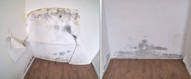 Best Mold removal after water damage  in Des Peres, MO